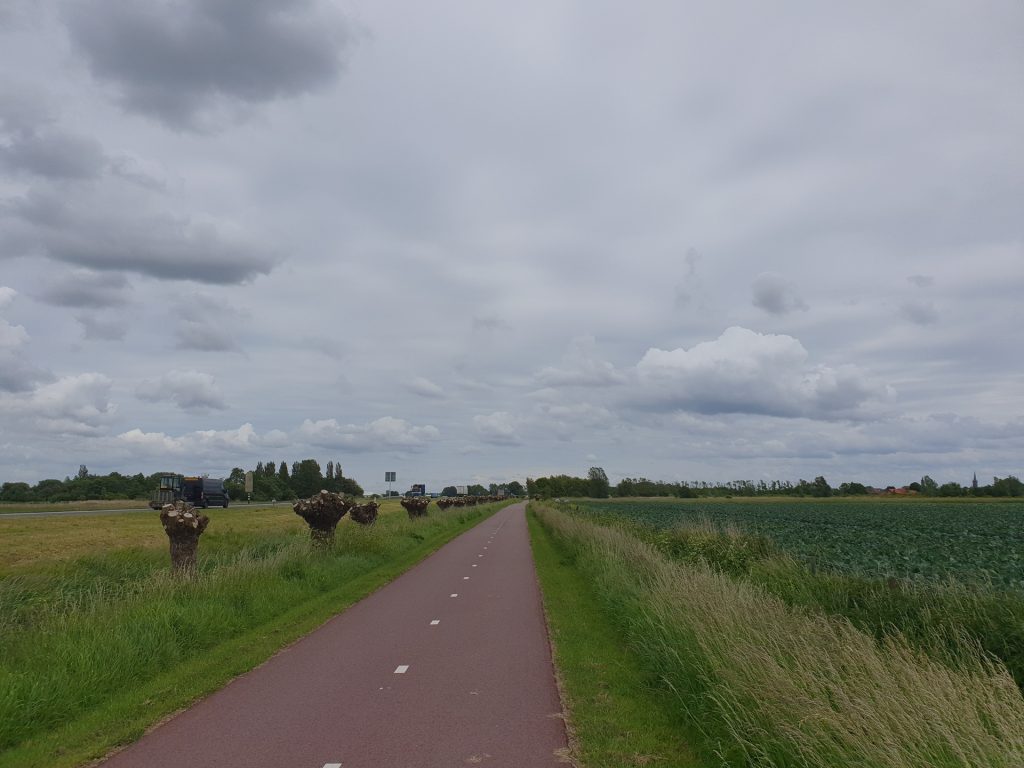 Pollard willows on the left, a field on the right